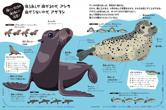 animal picture book breastfeeding - seal sea-lion