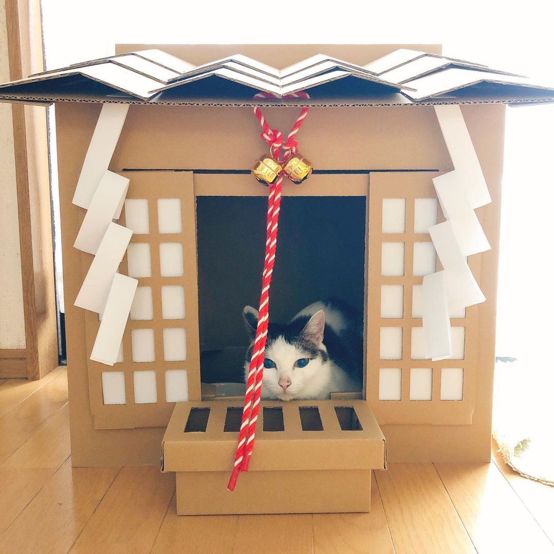 cardboard cat shrine - cat in shrine