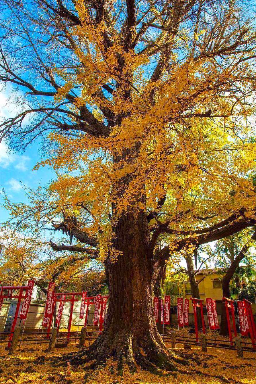 japanese autumn leaves - kishibojin-do temple ginkgo trees