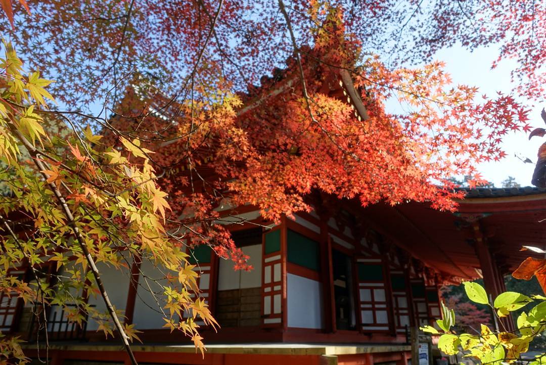 japanese autumn leaves - kanshin-ji temple the kondo