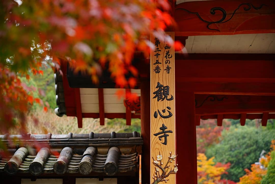 japanese autumn leaves - kanshin-ji temple