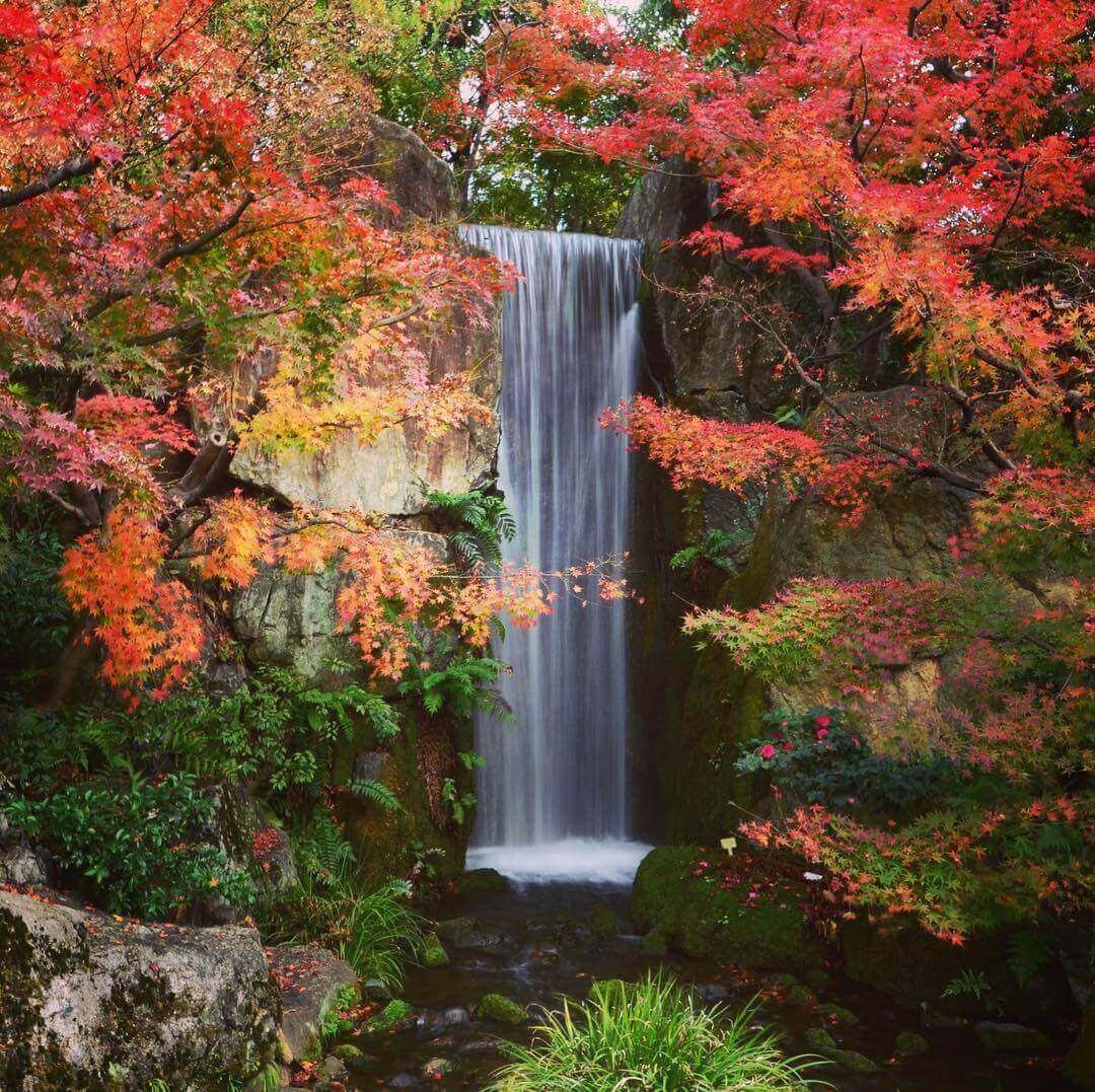 japanese autumn leaves - umekoji park waterfall