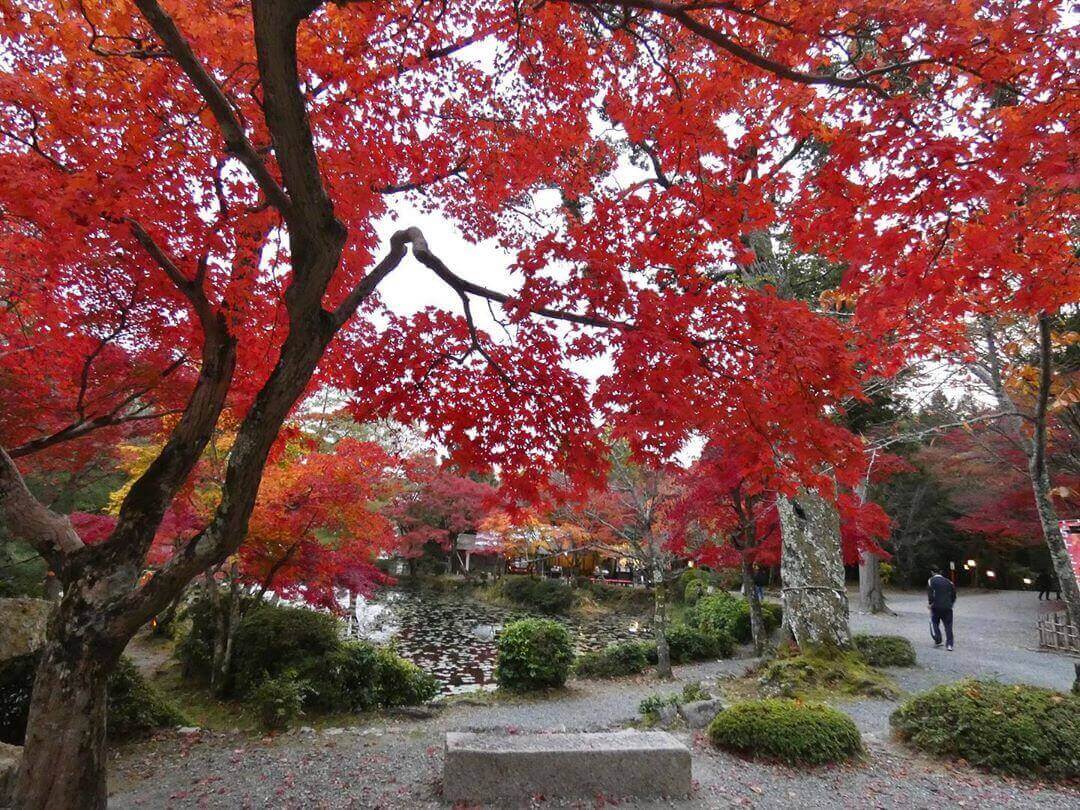 japanese autumn leaves - oharano shrine