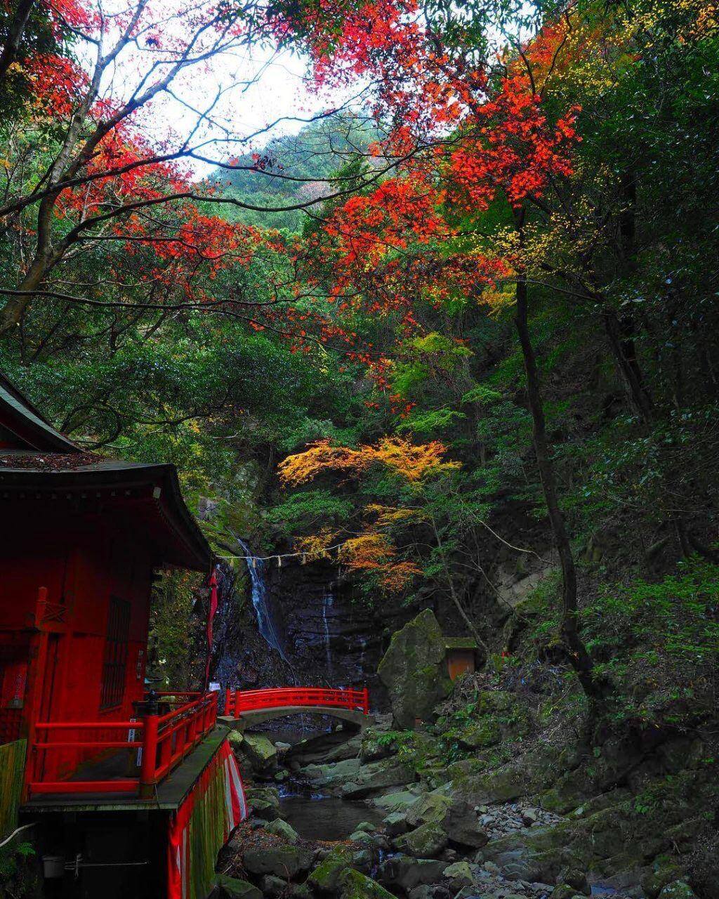 japanese autumn leaves - shipporyuji temple