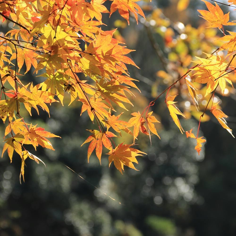 japanese autumn leaves - hoshida park