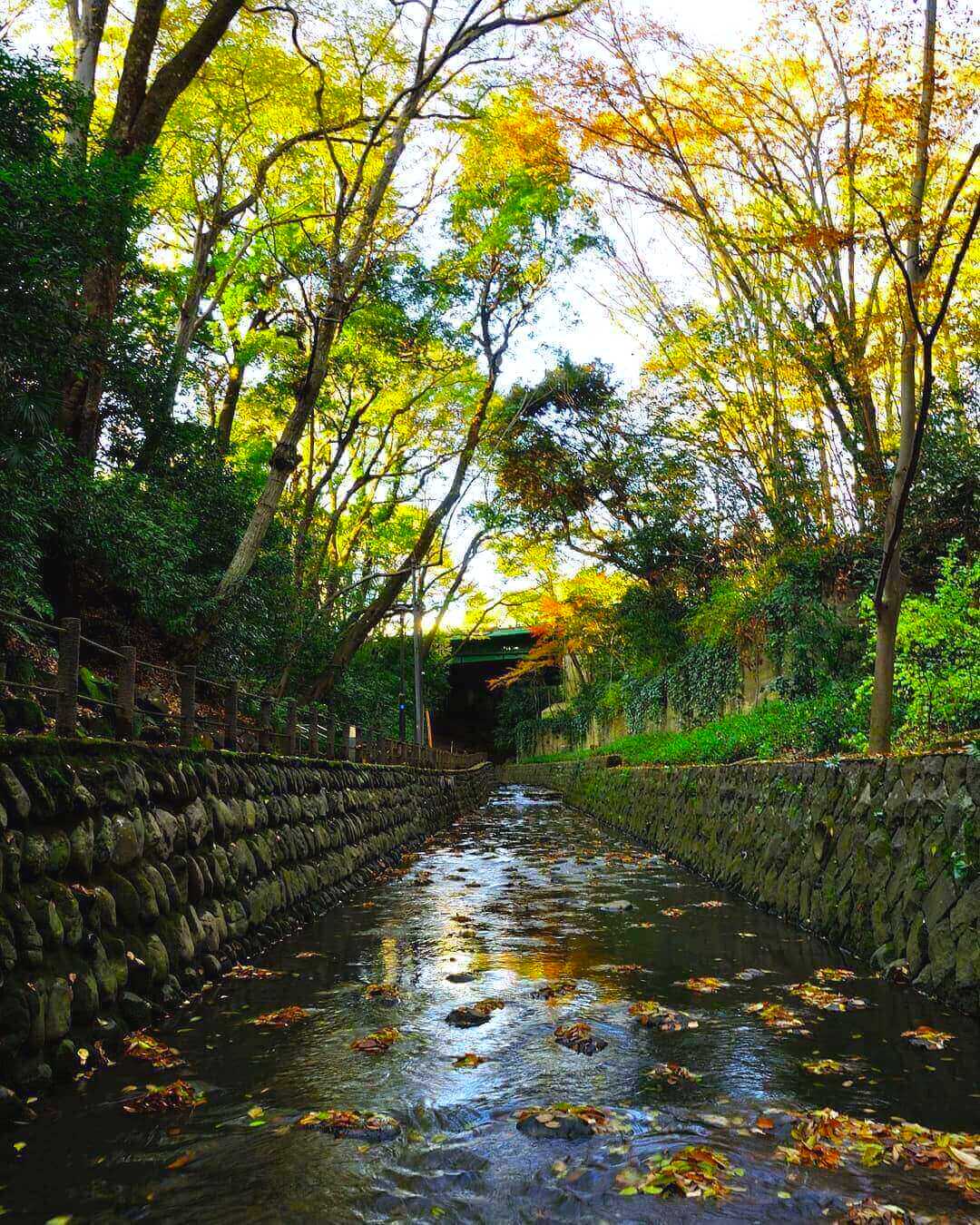japanese autumn leaves - todoroki valley