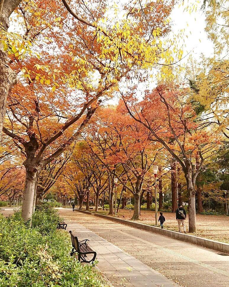 japanese autumn leaves - utsubo park