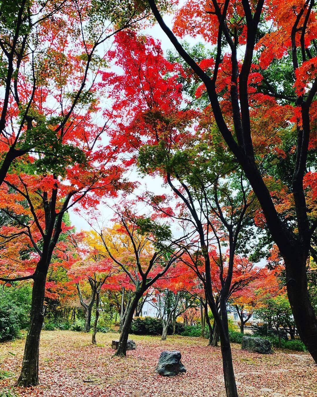 japanese autumn leaves - umekoji park