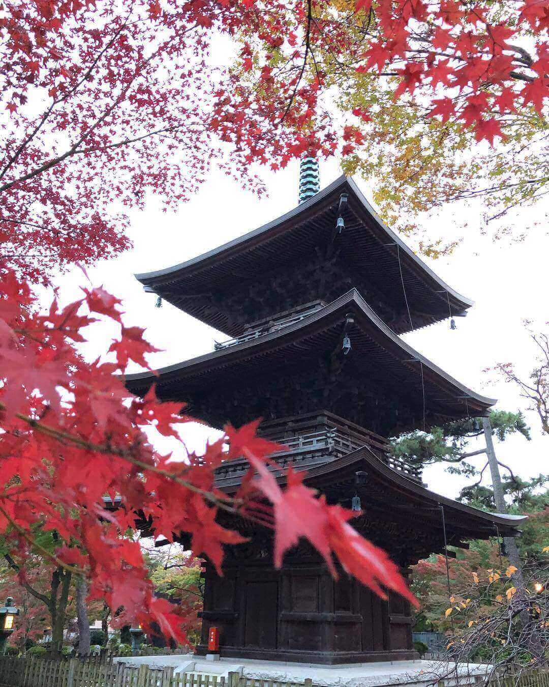 japanese autumn leaves - gotokuji temple