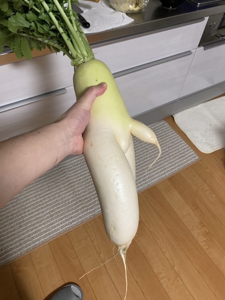 Japanese finds r-rated daikon - side view of daikon with offending appendage