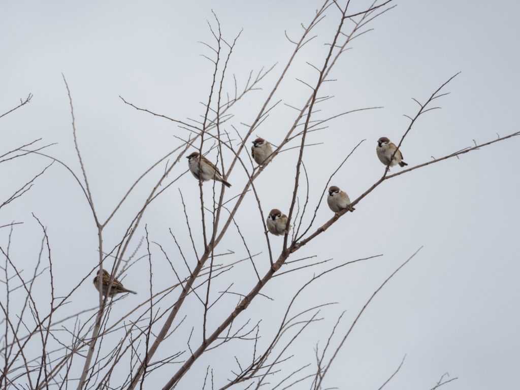 Japanese sparrow’s split on tree - sparrows on resting on a tree