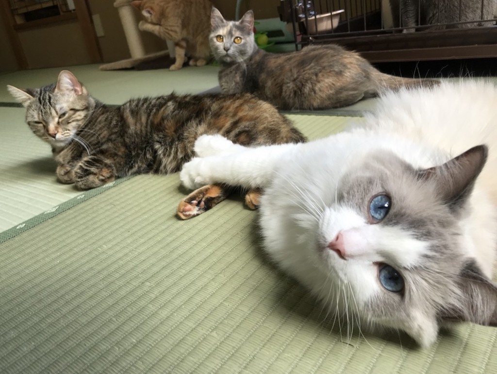 My Cat Yugawara - cats lounging around