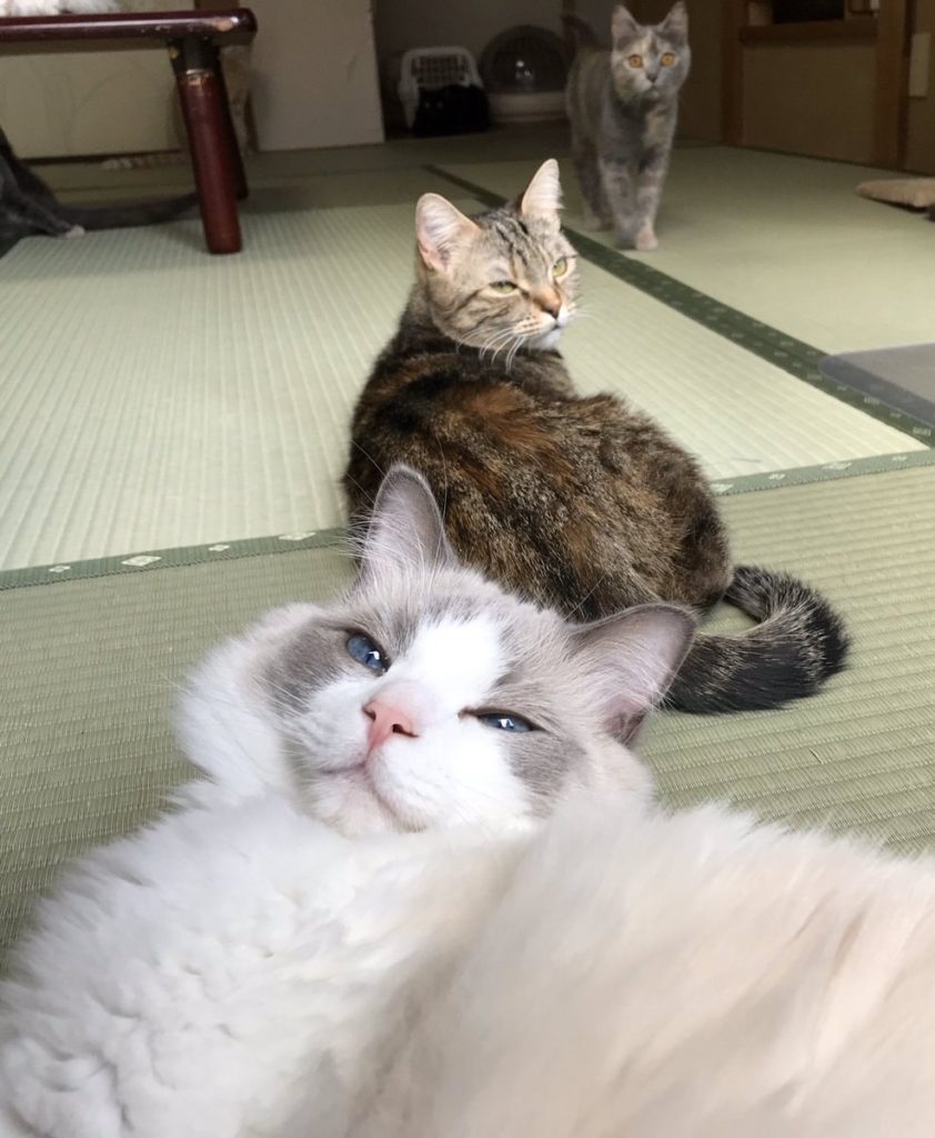My Cat Yugawara - cats lounging around