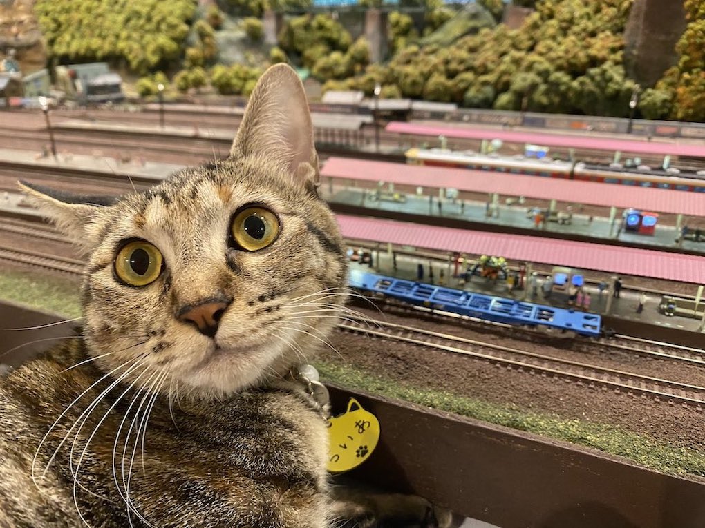 Diorama Restaurant Tetsudokan - cat in front of railway diorama