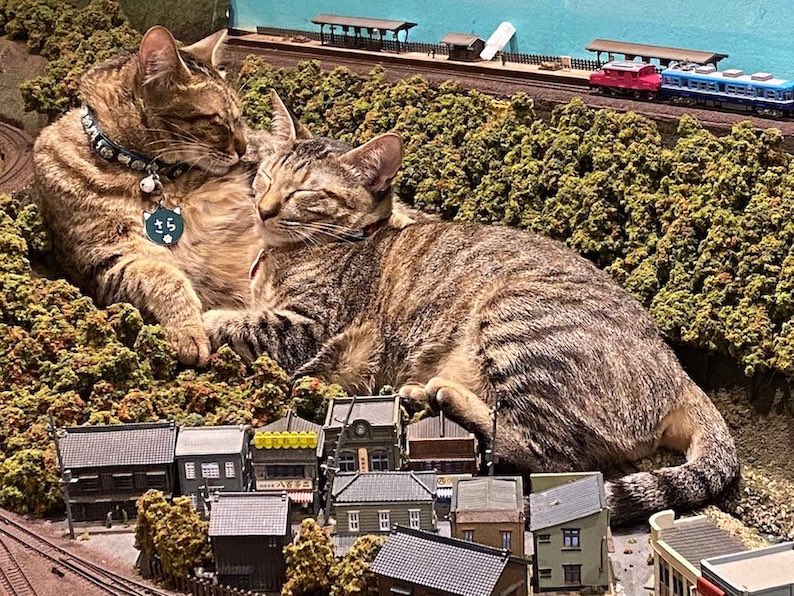 Diorama Restaurant Tetsudokan - cats lying among diorama