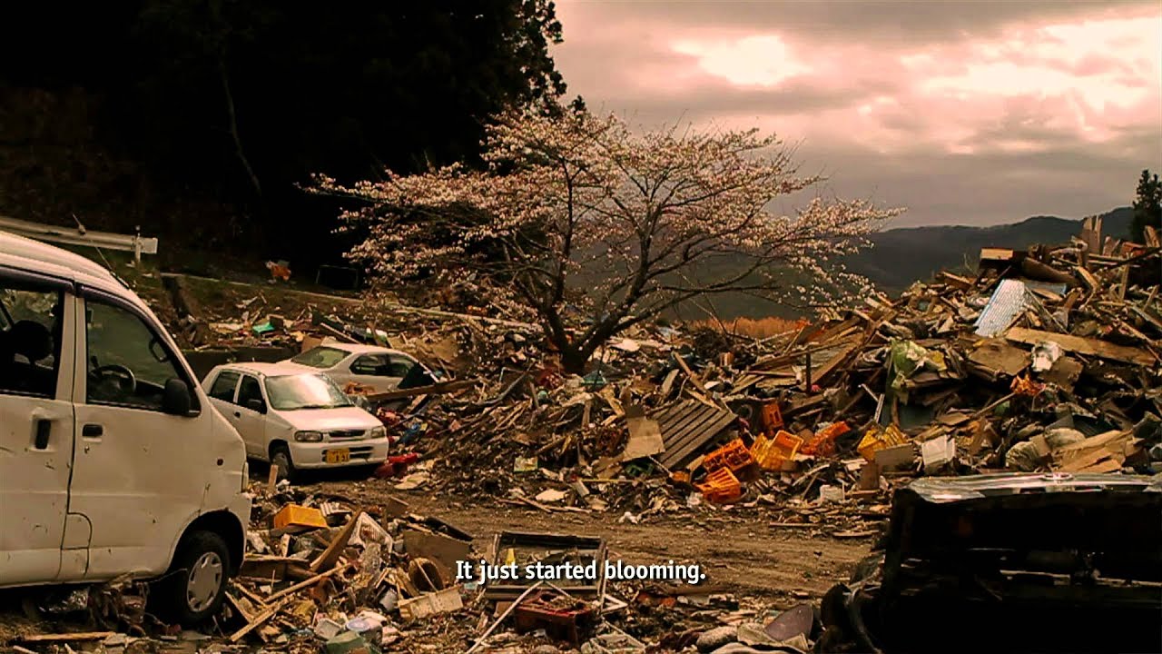 Japanese documentaries - A sakura tree amongst debris