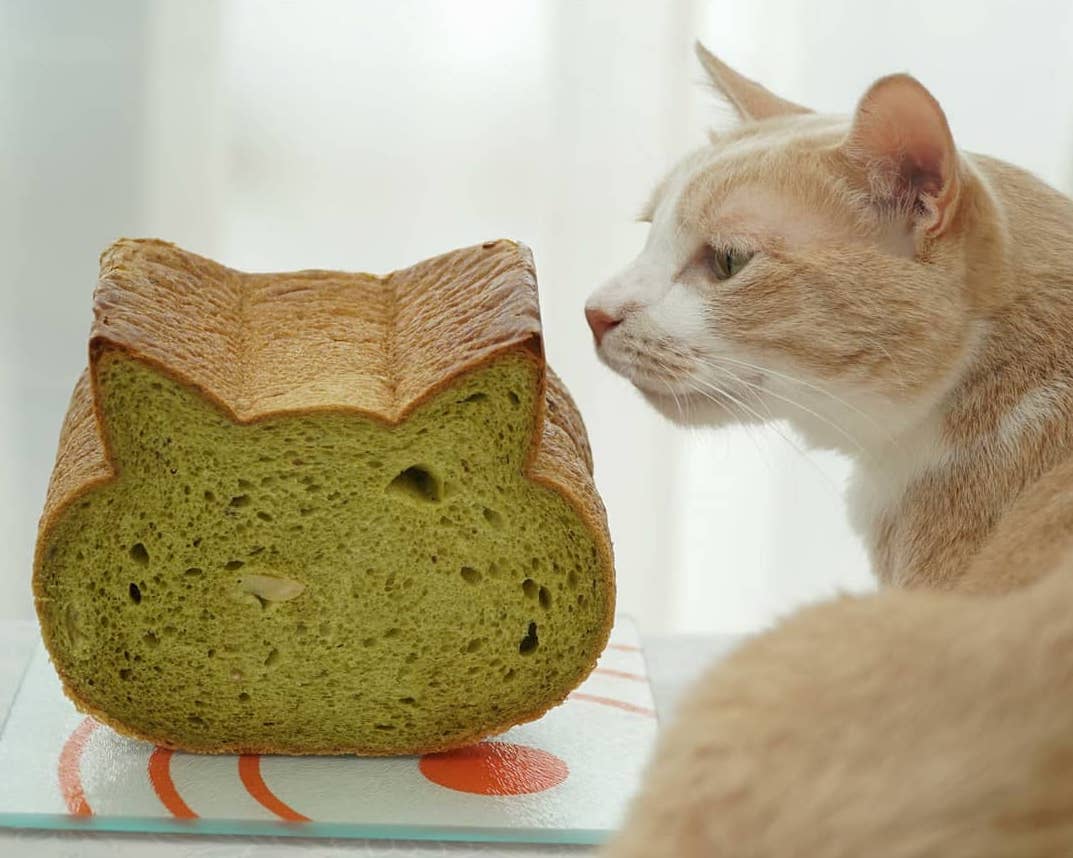 cat loaf 2