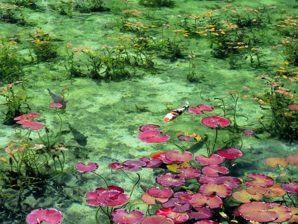 monet's pond - coloured lilies