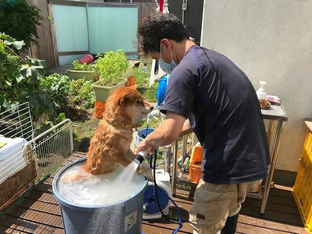shiba inu sweet potato - ken taking a bath