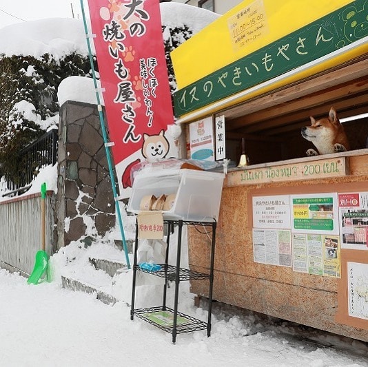 ken manning stall during winter