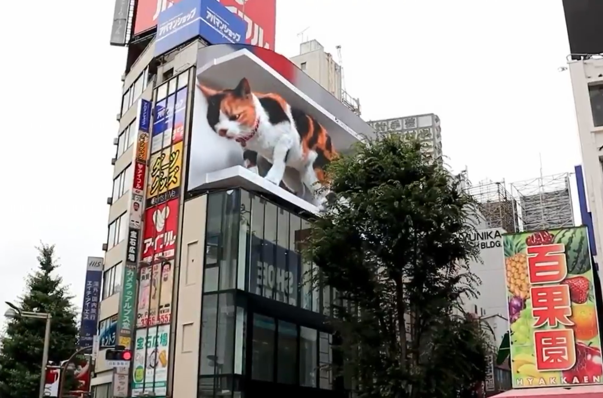 3d cat shinjuku - 3d projection
