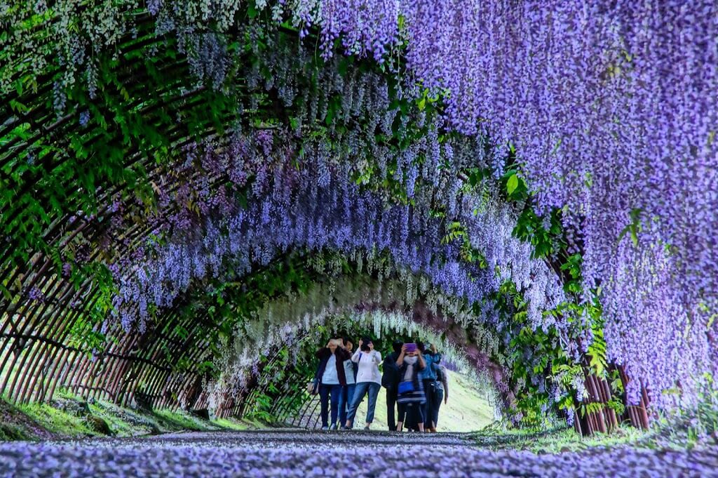 Kawachi Wisteria Garden - purple wisteria tunnel with group of friends