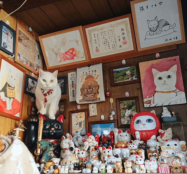 Japanese Cat Temple - paintings and figurines 