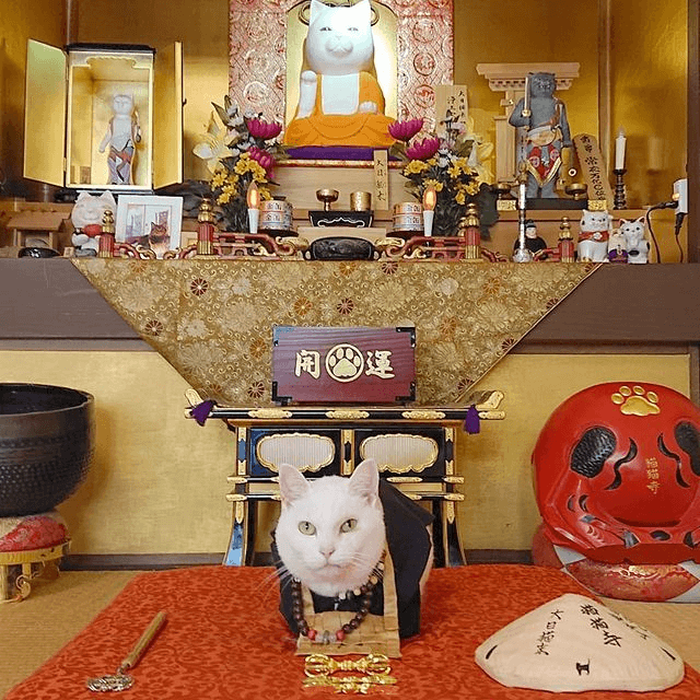 Japanese Cat Temple - the temple is also known as also known as Nyannyan-ji