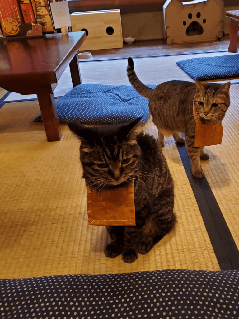 Japanese Cat Temple - Assistant cat priest Ren-chan and assistant cat priest Konatsu-chan.