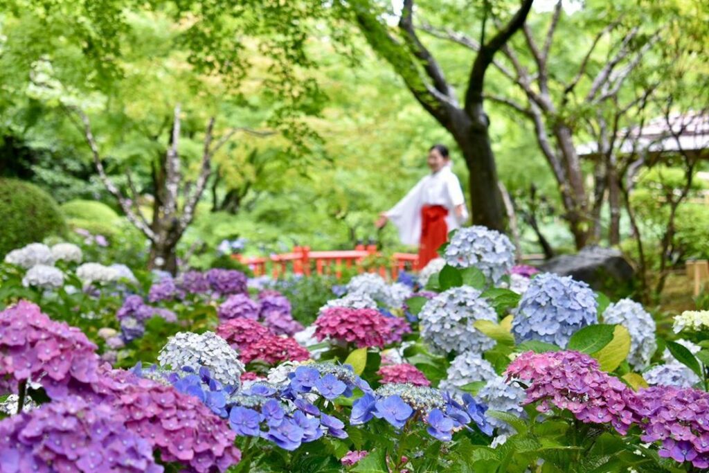 Konagai guide - shrine’s Japanese garden is well-known for its vibrant blooms