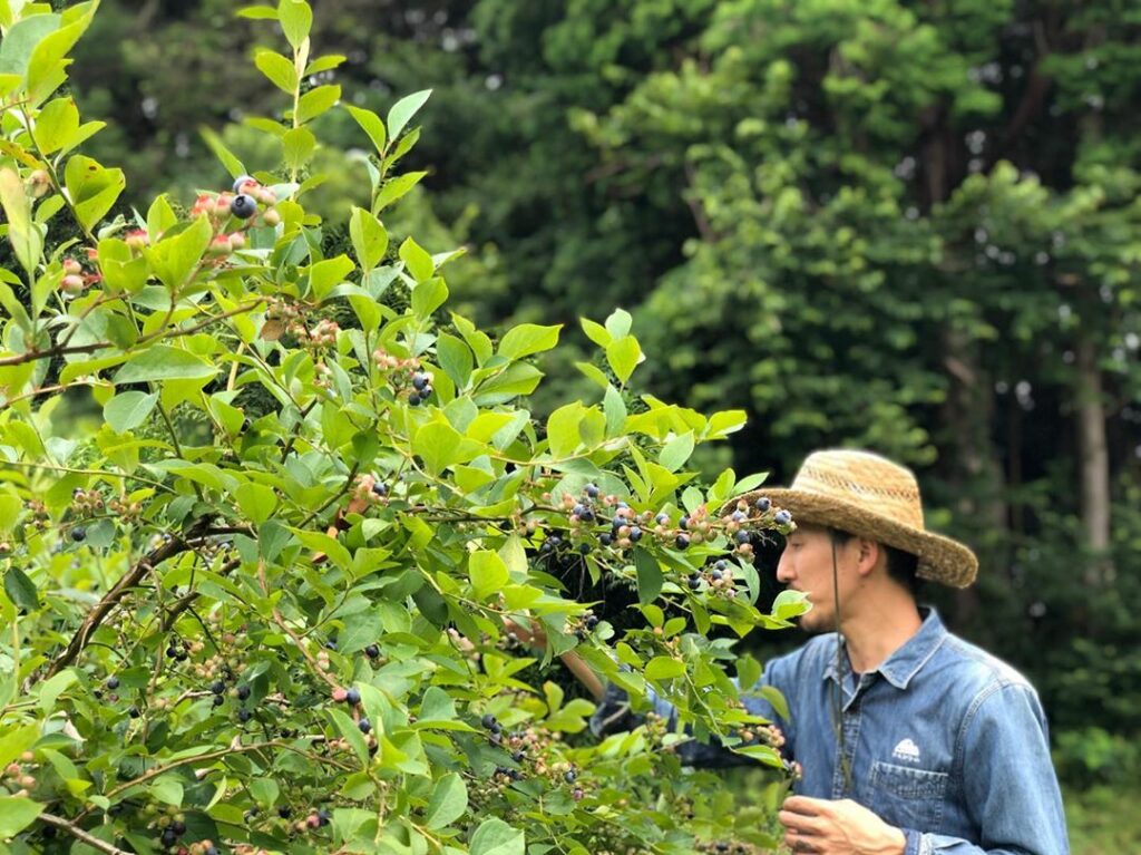 Konagai guide - blueberry picking at an organic blueberry farm