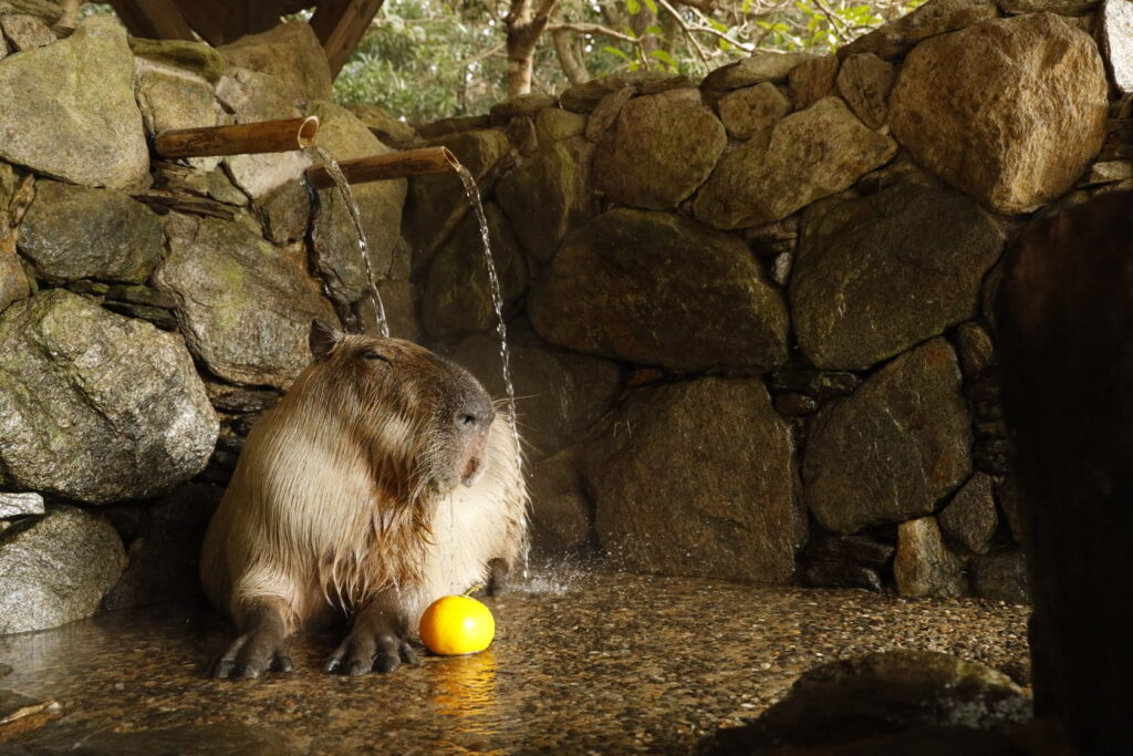 capybara onsen competition - capybara soaking visual
