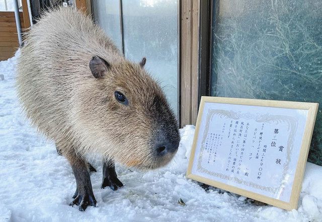 capybara onsen competition - kobu