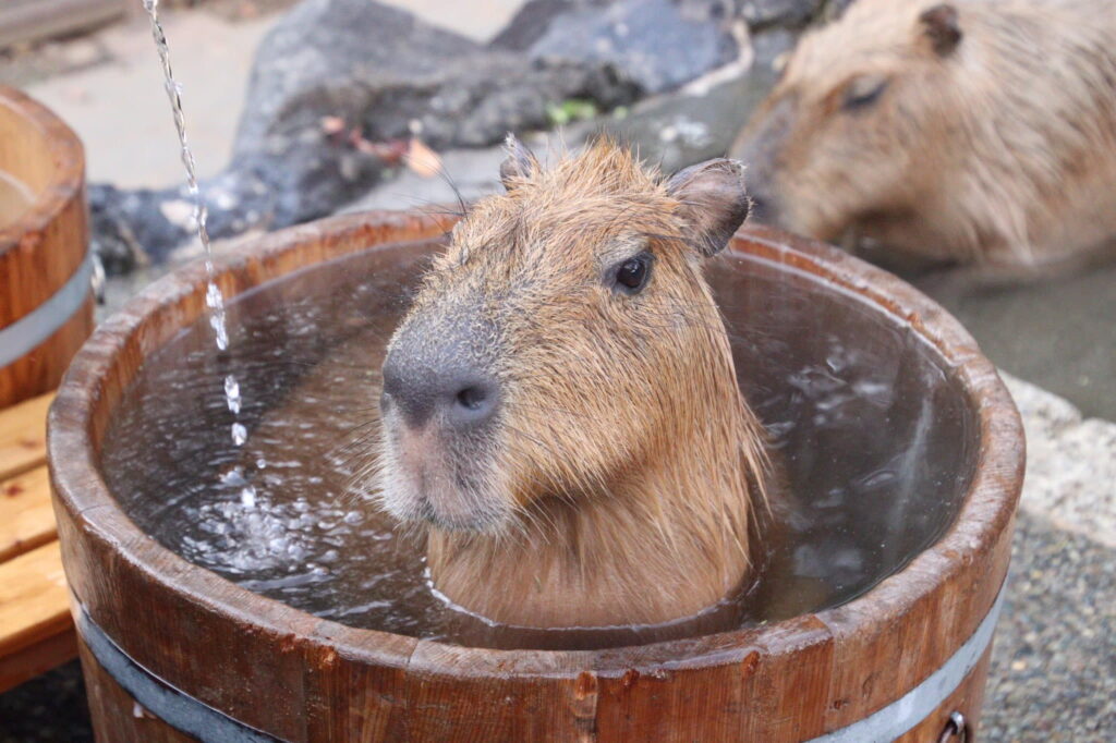 capybara onsen competition - selina