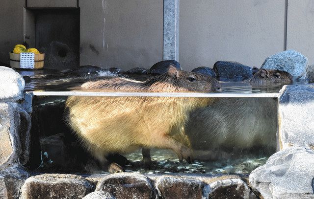 capybara onsen competition - Theta