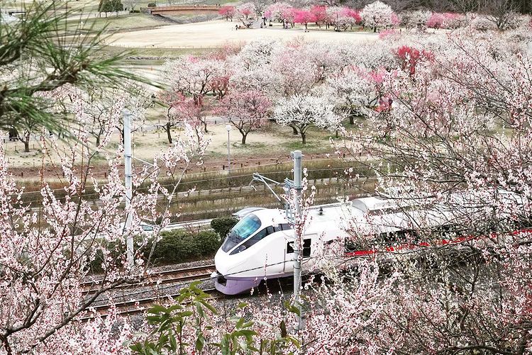 Kairakuen teamLab - mito plum blossoms