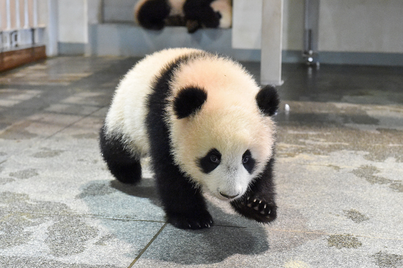 baby panda - Xiao Xiao