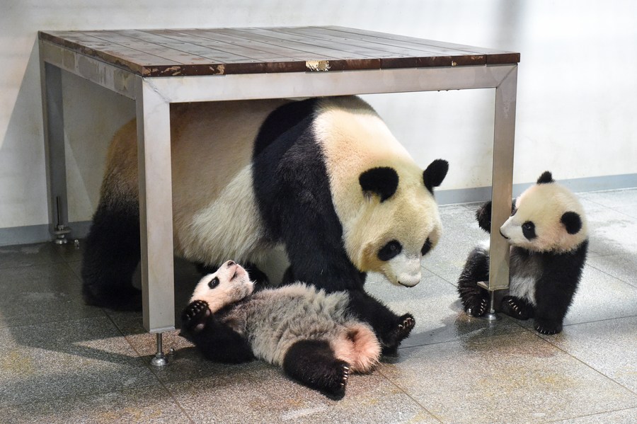 panda butt book - xiaoxiao, leilei and shinshin