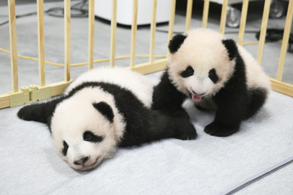 panda butt book - xiaoxiao and leilei 