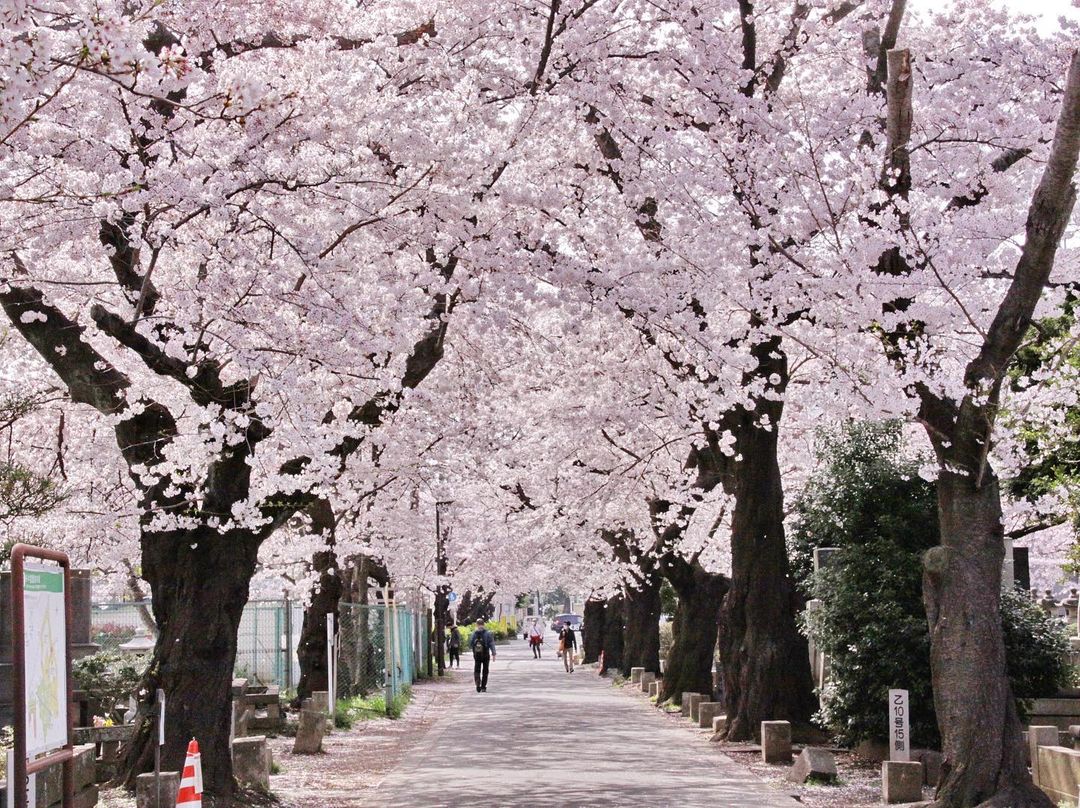 hanami guide - cherry blossom park