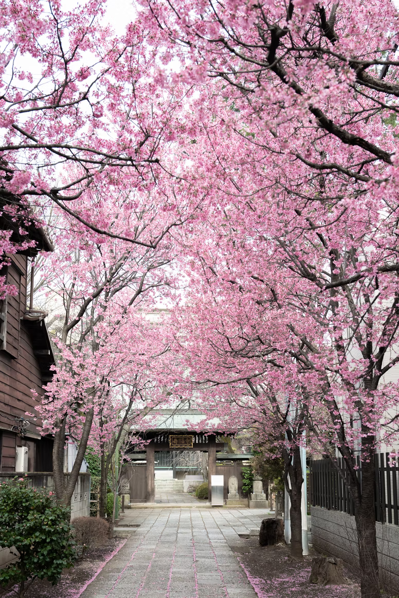hanami guide - alley sakura