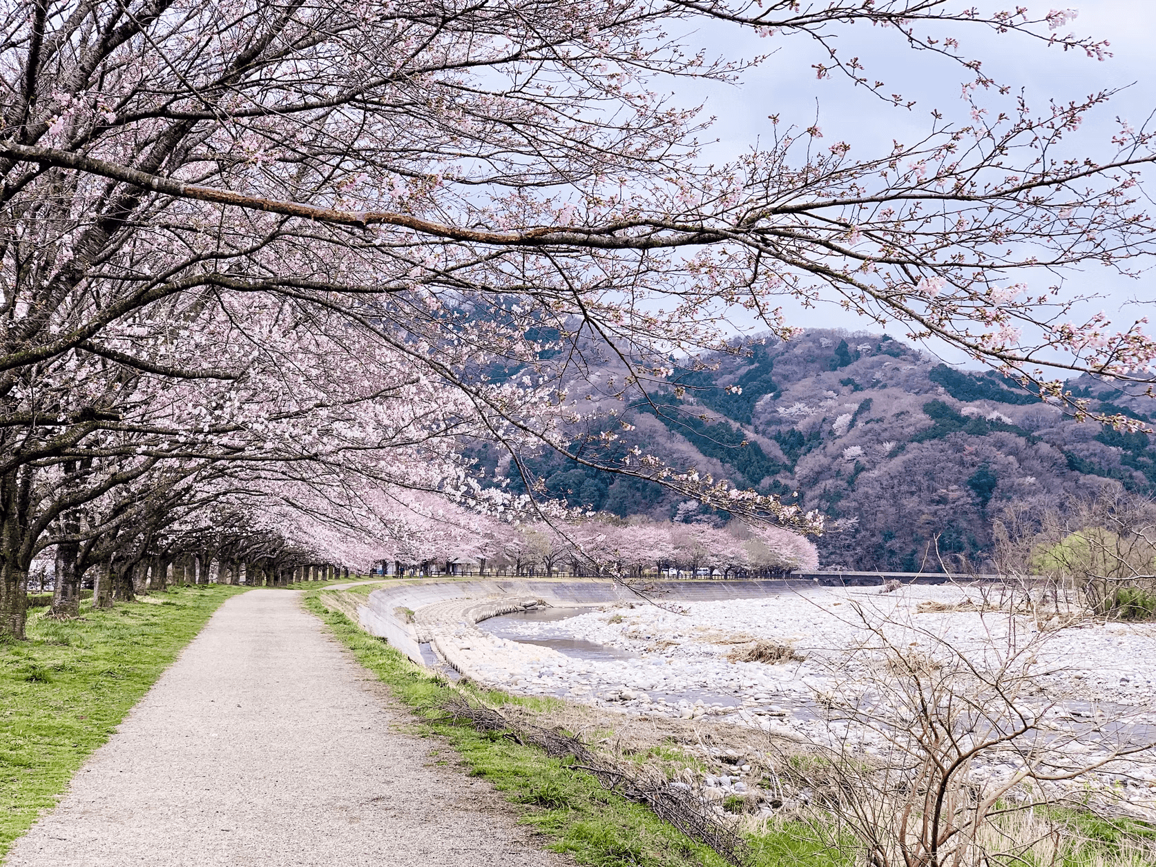 hanami guide - lakeside sakura