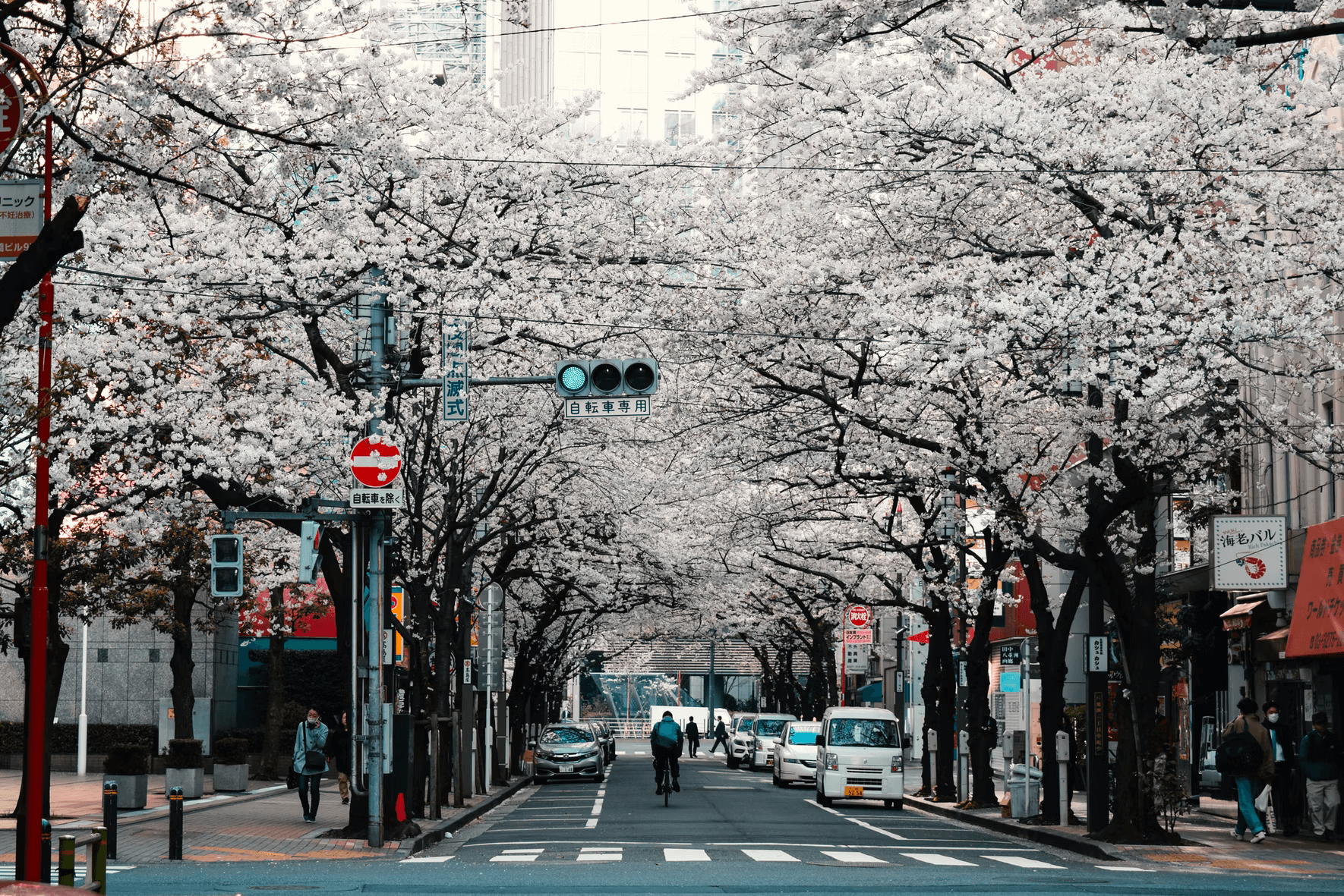 hanami guide - cherry blossom street