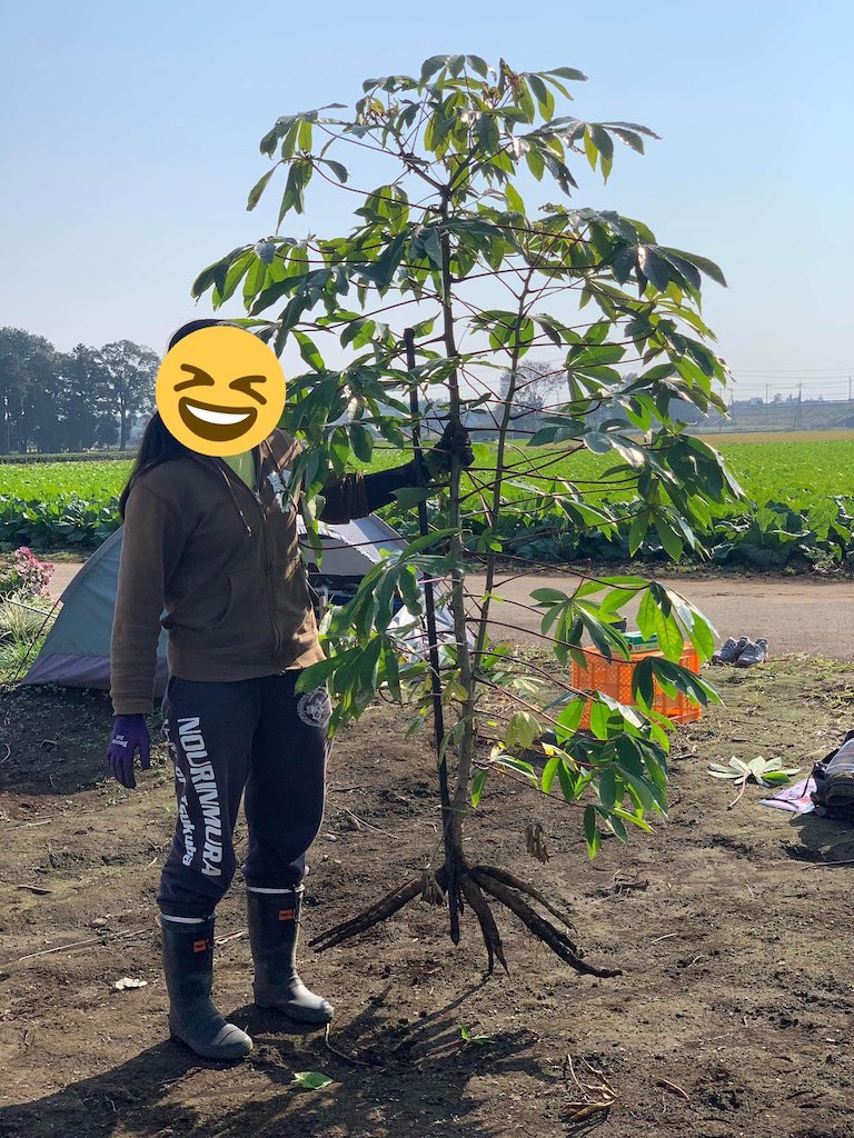 Japanese student makes bubble tea - student posing with cassava plant