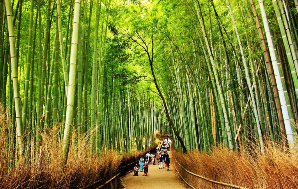 Arashiyama Bamboo Grove - natural & historical beauty