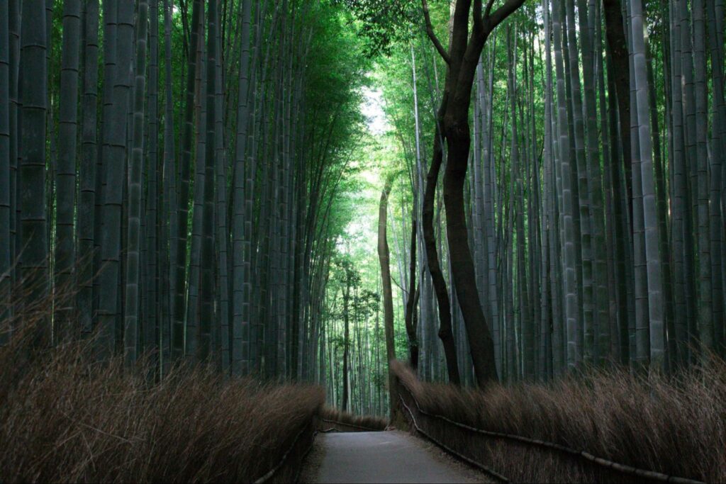 Arashiyama Bamboo Grove - popular photo spot in Kyoto