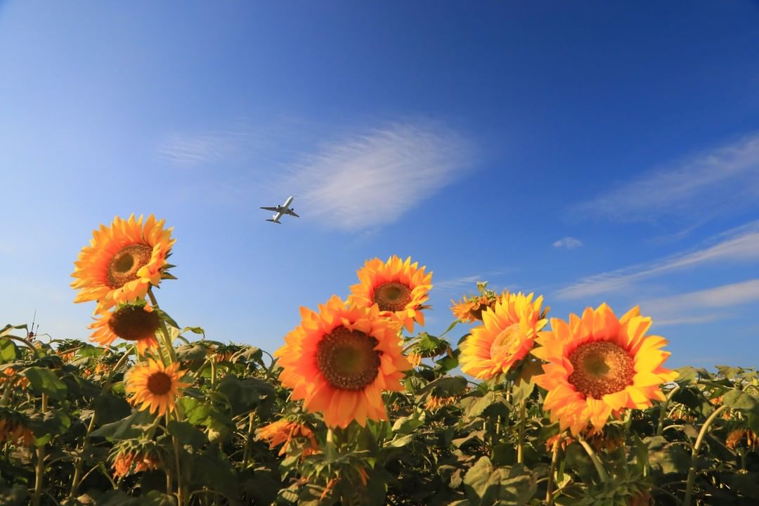 Non-guided Group Travel - plane flies over sunflower field outside Narita Airport