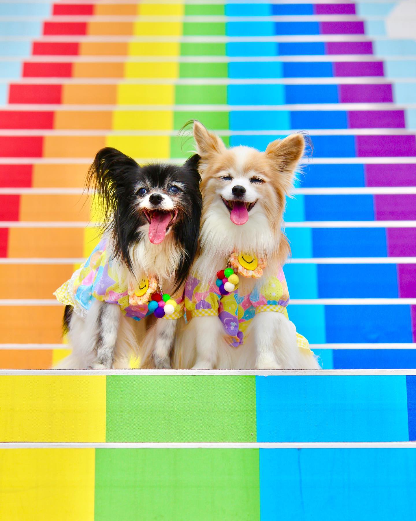 Rainbow Bridge - pet dogs on rainbow bridge