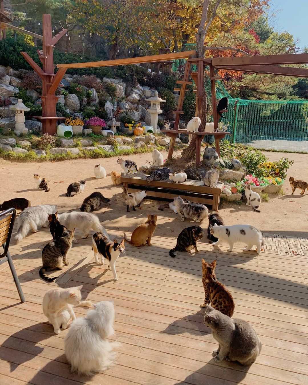 cat lover garden - terrace 2