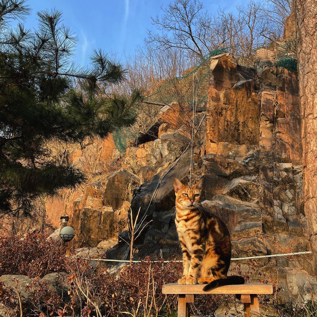 cat lover garden - atop a cat tower